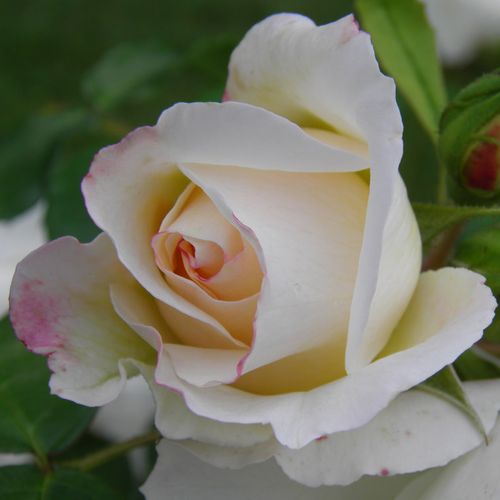 Rosa  Kosmos® - biały  - Róże pienne - z kwiatami bukietowymi - korona krzaczasta